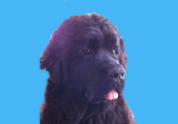 Therapeutic Dogs for Anxiety and Attachment Disorders